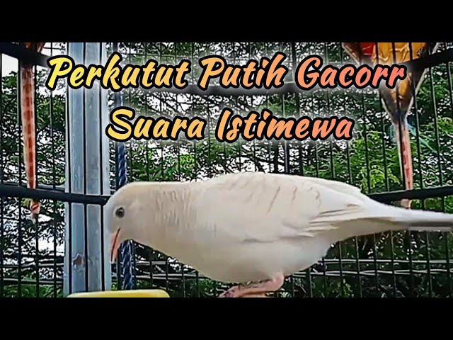 PERKUTUT PUTIH GACOR SUARA ISTIMEWA class=