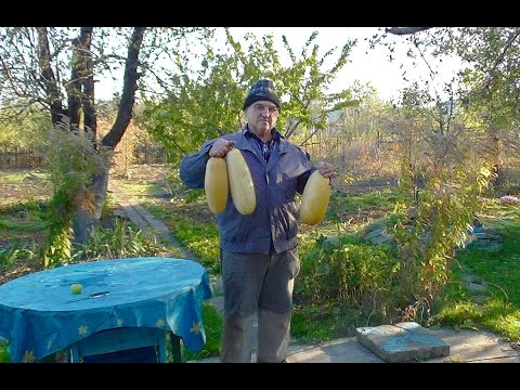 Как получить семена кабачков в домашних условиях