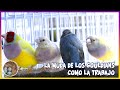 LA MUDA de los GOULDIANS como la TRABAJO🦜