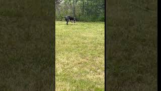 Meet Azul A Terrier American Pit Bull Currently Available For Adoption 4212020 32757 Pm