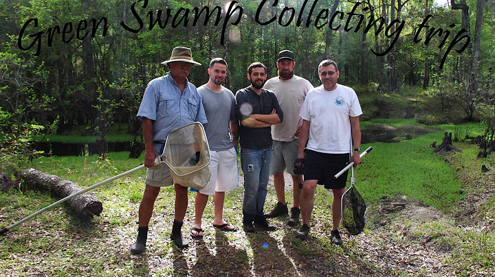 Green Swamp native fish collecting  #1