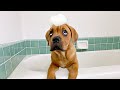 Blind Puppy Gets First Bath 🐶🛀 (LIVE)