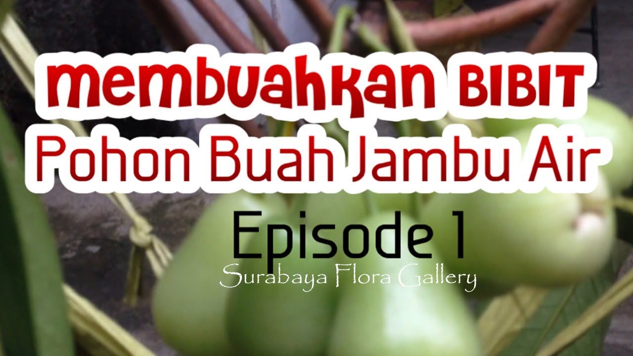 Membuahkan BIBIT Pohon Buah Jambu Air | Episode 1