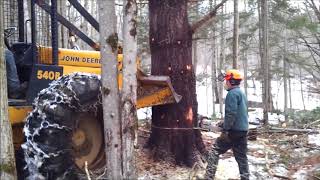 Adam Working in Woods/Logging