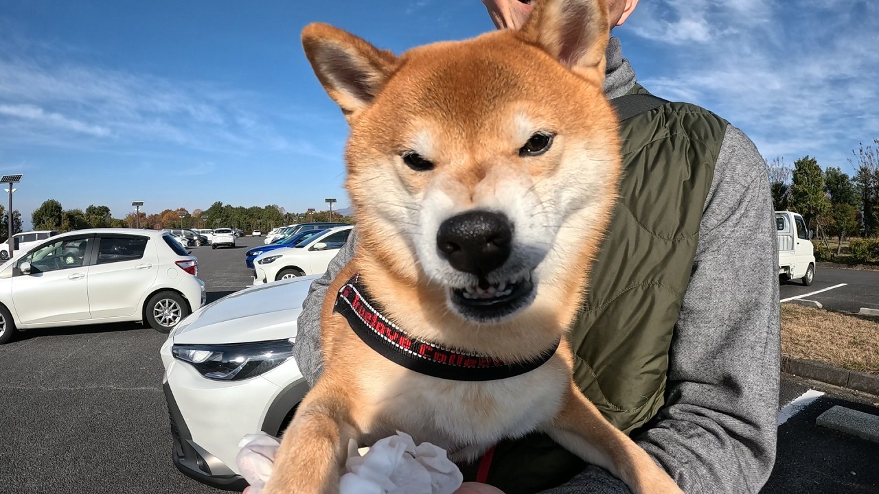 【一緒だと癒し2倍2倍】気持ちの良い天気や景色も愛犬と一緒だと倍増です