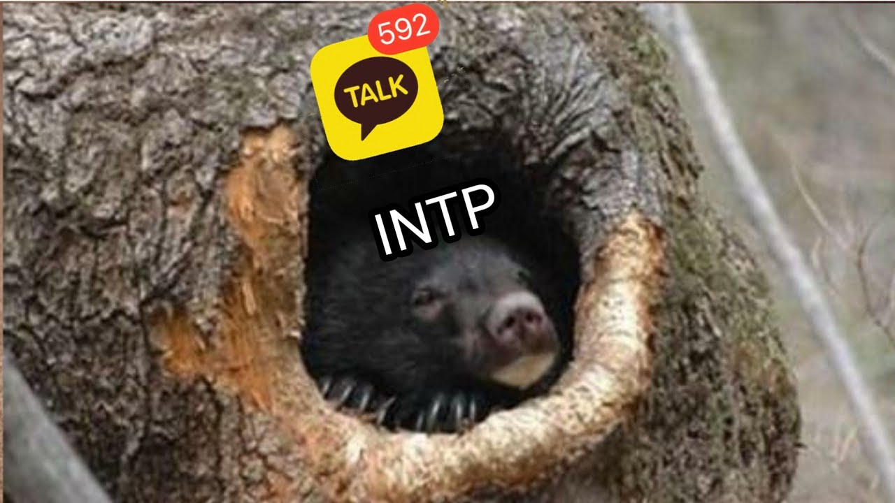 INTP 사용설명서 47.일상적인 잠수의 원인과 설명