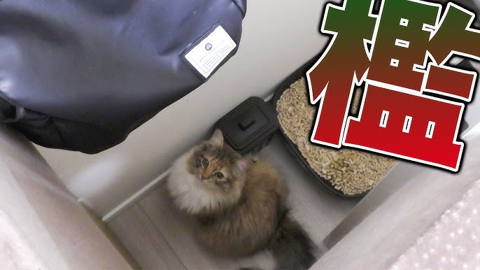 検証 ベルを鳴らしておやつを催促する猫 Youtube 検証 ベルを鳴らしておやつを催促する猫 Youtube