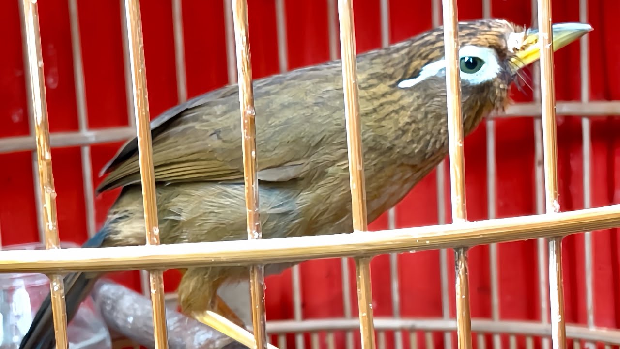 ✅✅tối 4/3 mẫu chiến mẫu trọi,tảng đầu to vuông,mắt mốc xanh đen,mắt méo,thái độ ok,☎️0942.852.563