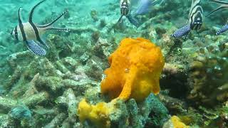 Incredible footage of Frogfish eating  Also in slow motion Lembeh Strait  Indonesia