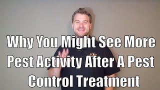 Why you might see more pest activity after a pest control treatment