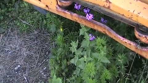 #1023 Wild catnip at davids farm ,  Potent [Davidsfarm]