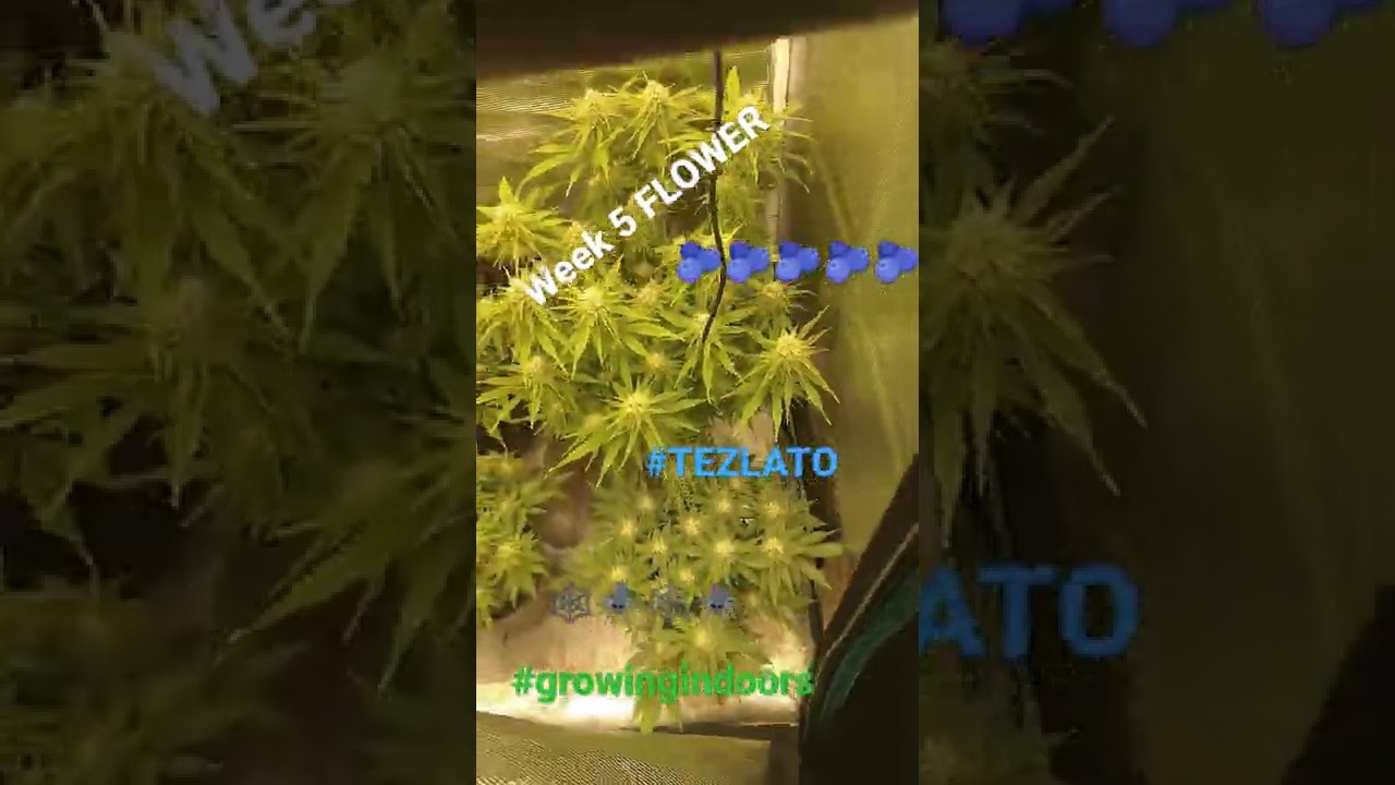 HOW TO GROW NEW VIDEO IS LIVE: Subscribe to learn how to grow 🪴