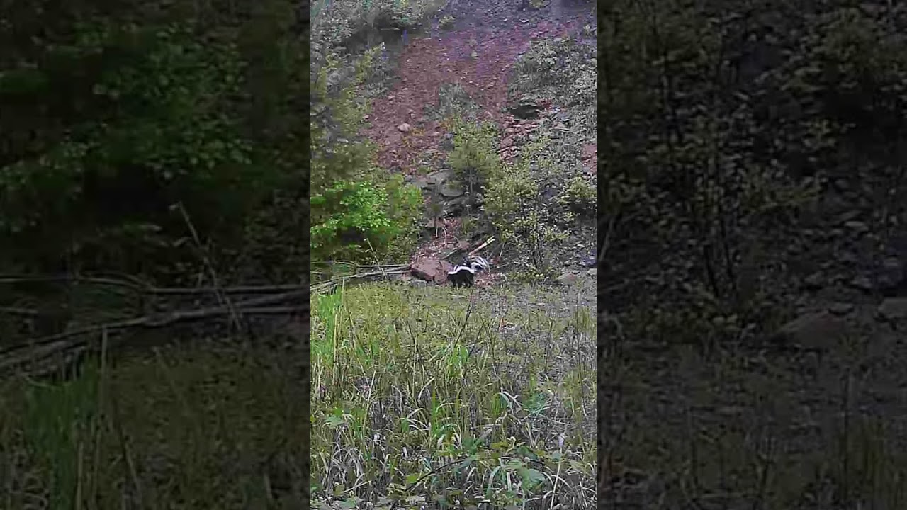 Skunk wigs out #pnw #hunting #content #bowhunting #shorts #subscribe #3ksubs #baiting #idaho