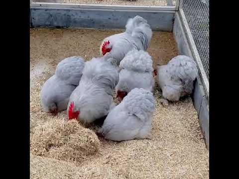 Video: Yoxlama hesabının nümunəsi. Cari hesabda neçə rəqəm var, deşifrə