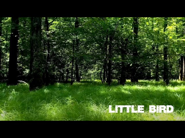 Mflex Sounds - Little Bird