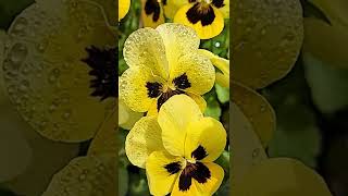 Life Is Morning Shorts | My Original Video #shorts #morningdew #flowers  #goodmorning  #flowershorts screenshot 4