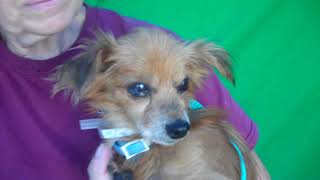 RESCUED! A5110914 Gavin | Long-Haired Chihuahua/Papillon