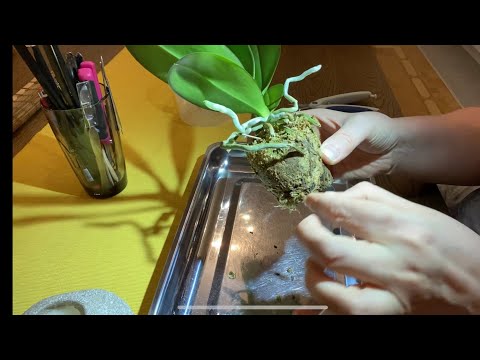ПЕРЕСАДКА ОРХИДЕИ СРАЗУ