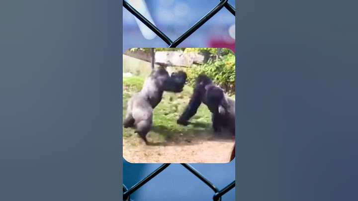 100 hommes Vs 1 gorille ? #mma #gorille #combat #sports
