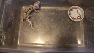 BOLD LAVENDER REVERSE STRIPE LEOPARD GECKO FEMALE UPDATE FEBRUARY 2017