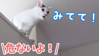 初挑戦！高い場所から飛び降りようとするお喋り猫