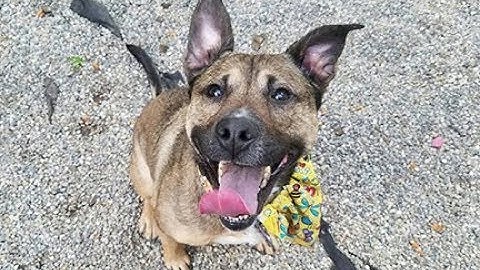 Leash foundations and safety cues for reactive dogs