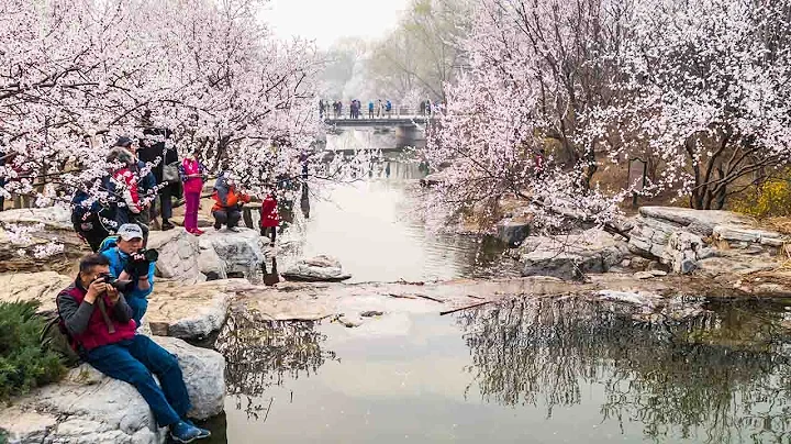 Peach Blossom Festival: Beijing's flowers bloom early - DayDayNews