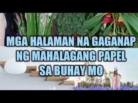 Video: Ang Papel Na Ginagampanan Ng Mga Panloob Na Halaman Sa Buhay Ng Tao