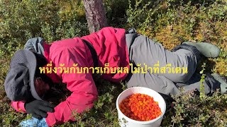 สาธิตการเก็บผลไม้ป่าสวีเดน 1 วัน ต้องทำอะไรบ้าง ได้เยอะแค่ไหน