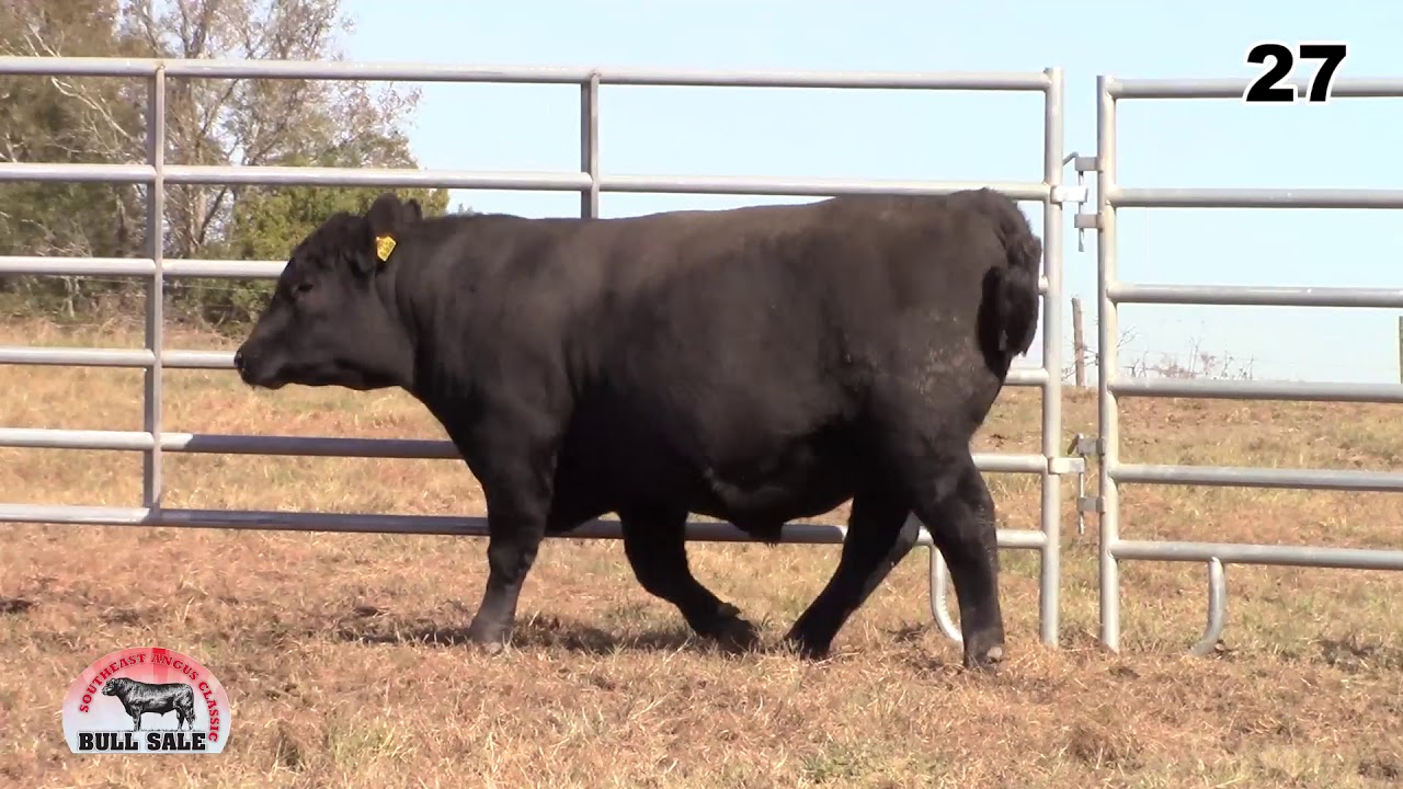 angus tasty Southeast Angus Classic Lot 27