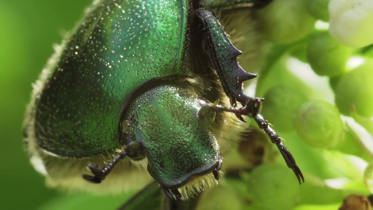 The Animal Kingdom - cue | IJ Smith Composer 