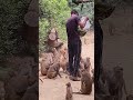 जय सियाराम 🚩🚩🚩#reels #monkey #jaibeerbajrangi #trend #trendingshorts #animals #hanuman