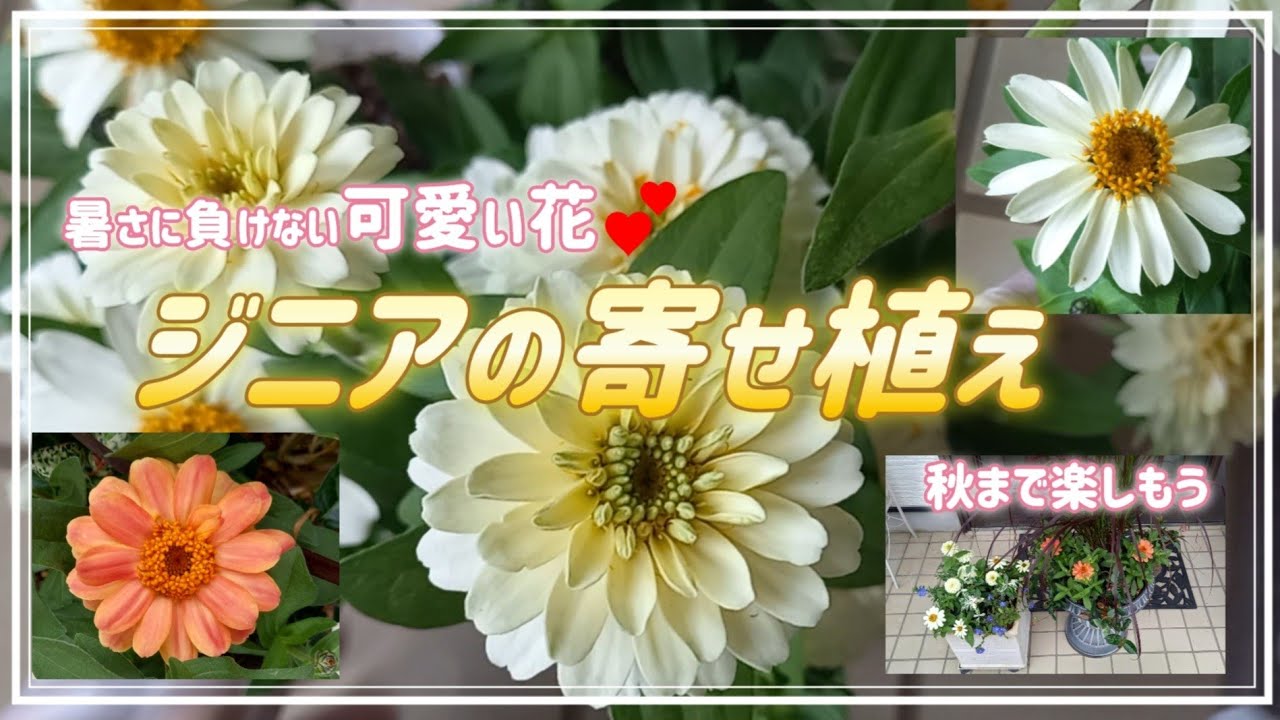 ジニア】を使って夏の寄せ植えをしました🎵安価で😆秋まで長～く