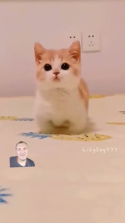 котики - YouTube
