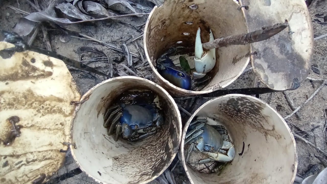 QUANDO O LUGAR É BOM OS GRANDE APARECE/pescaria de guaiamum