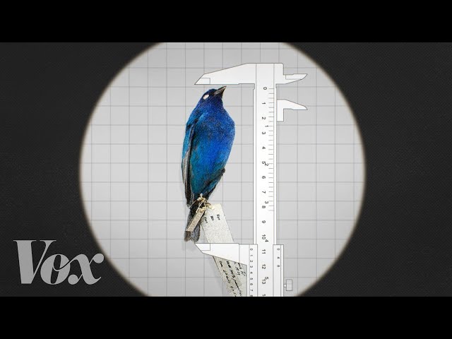 Animals Are Getting Smaller as the Planet Warms