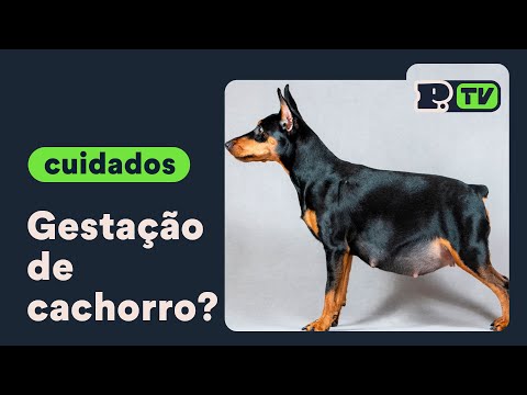 Vídeo: Cão Grávida? Dr. Cathy Alinovi responde às suas perguntas frequentes sobre gravidez canina