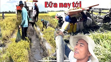 Bắt cá chuột theo máy cắt lúa cánh đồng quá nhiều cá bắt không kịp bỏ vô bao