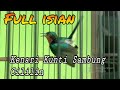 Kolibri wulung gacor full isian tembakan kenari kunti sambung cillilin !! bagus buat masteran