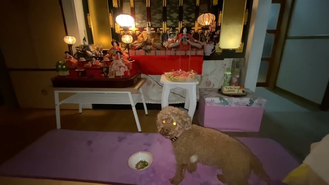 コストコちらし寿司でひな祭り