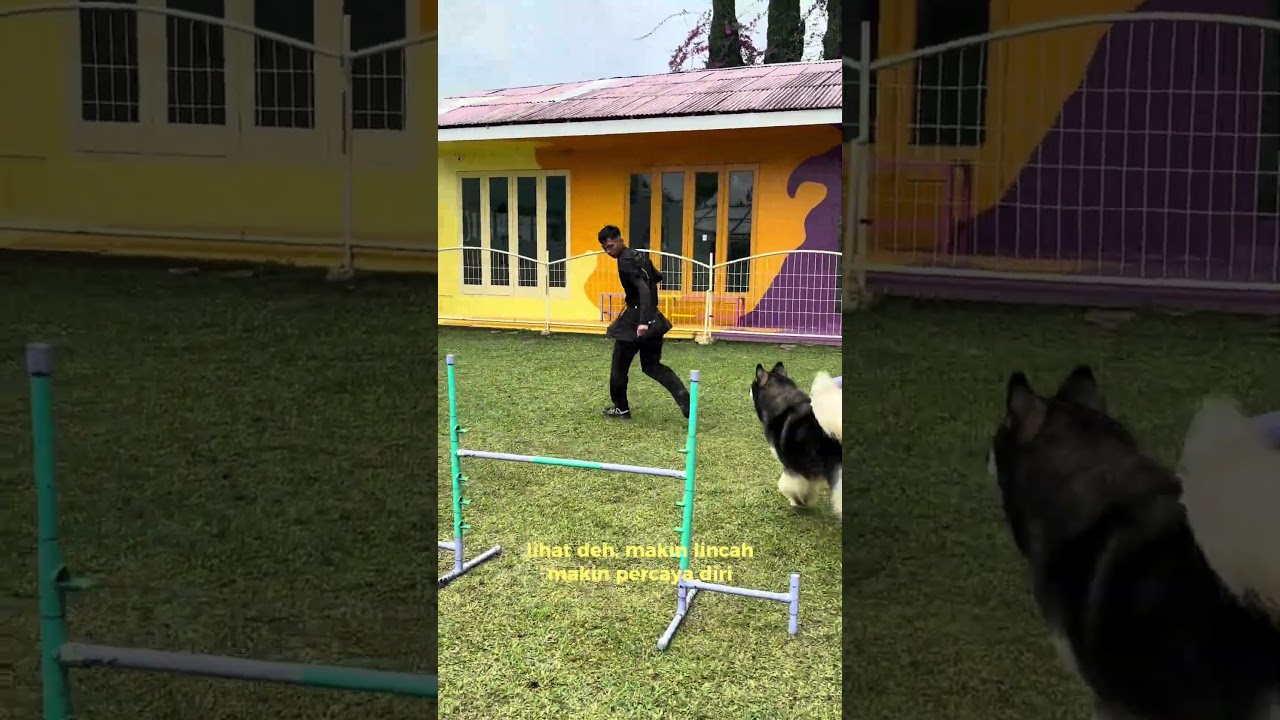 Yuk latihan agility di Ak9 Dog Training💖🤩 