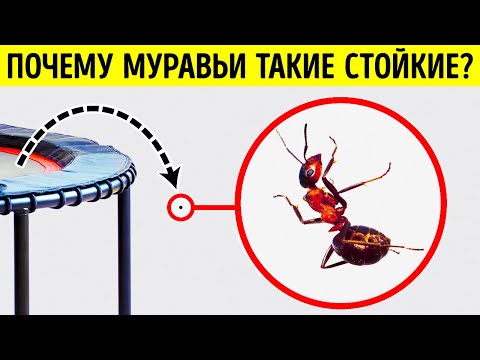 Об этих фактах не знают даже самые большие любители насекомых!