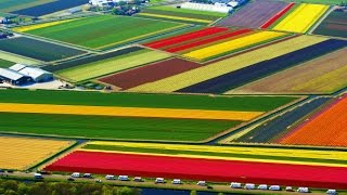 В Голландии зацвели тюльпаны (новости)