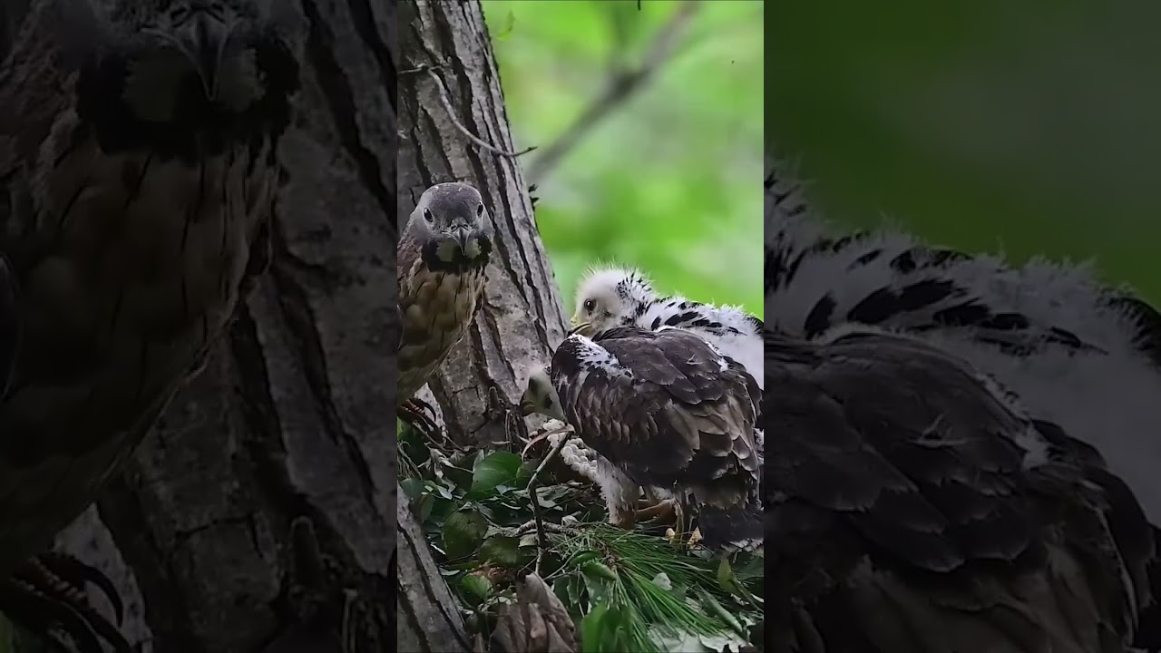 Sharp Eyes of the Eagle 👁️ 