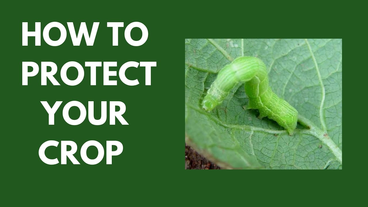 How To Protect Your Crop \\ Agrochemical Use \\ IPM \\ Label