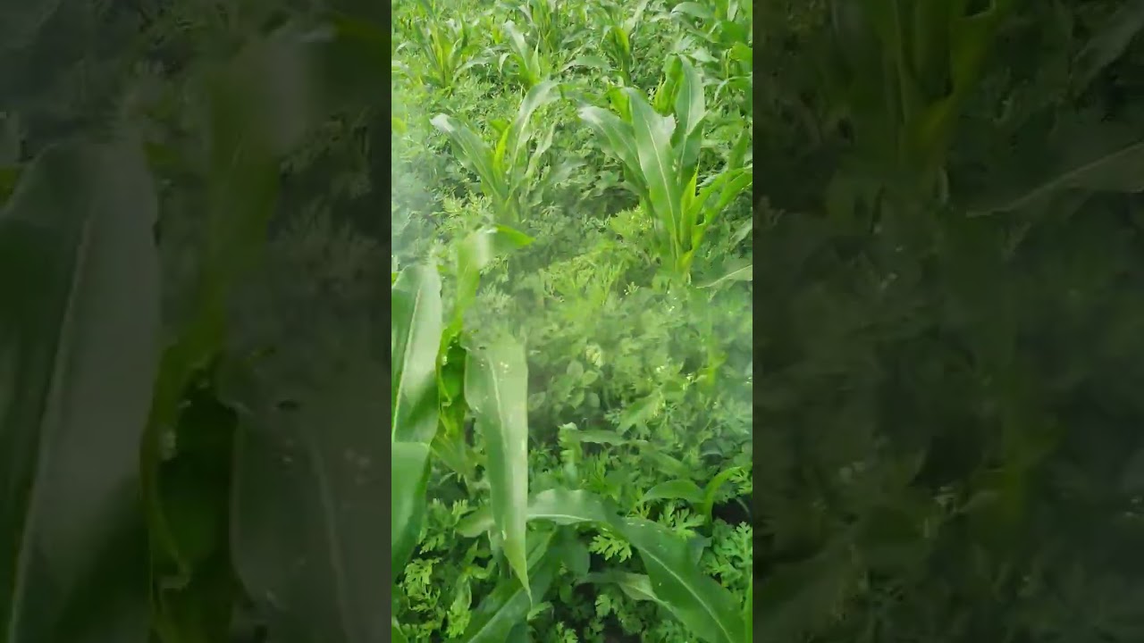 Tynzer and Flux risult