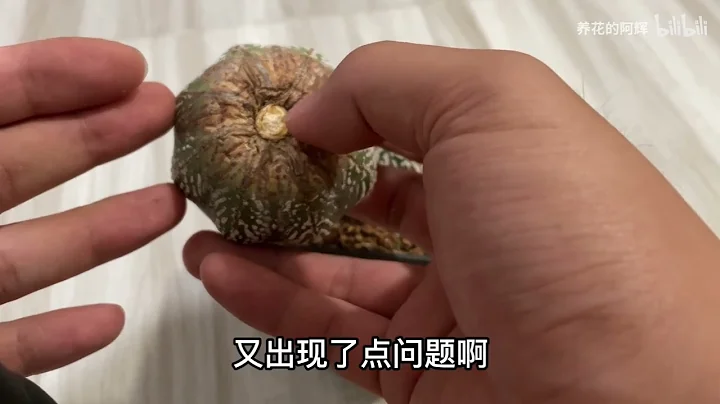 根系切到這麼短的兜怎麼髮根，其實也是一樣的操作 - 天天要聞