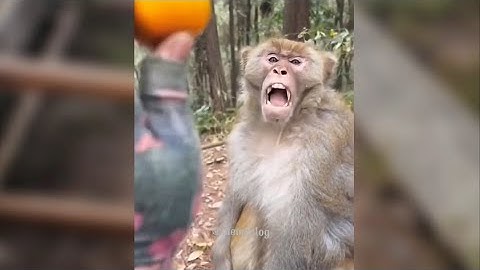 Tổng hợp nhưng video ngắn cười không ngậm được mồm