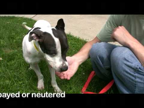 ADOPTED! Bender, special and gentle pit bull mix d...