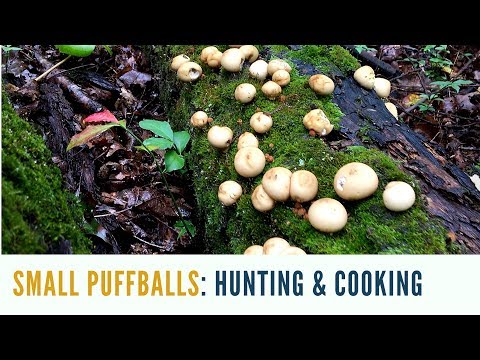 Puffballs, the Perfect Starter Wild Mushroom - Realtree Store